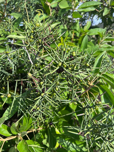 Scutia spicata (spiked thorn, barberry shrub)
