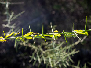 Scutia spicata (spiked thorn, barberry shrub)
