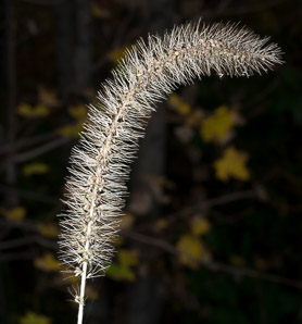 Setaria pumila (yellow foxtail, yellow bristlegrass, pigeon grass, cattail grass)