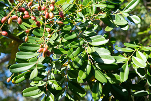 Simarouba glauca (paradise tree, dysentery-bark, bitterwood, paradisetree)