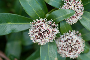 Skimmia japonica (Japanese skimmia)