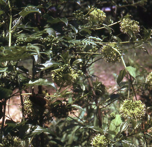 Smilax herbacea (smooth carrion flower, carrion vine, herbaceous carrion flower, smooth herbaceous greenbrier, smooth carrionflower)