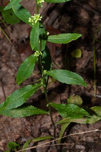 Solidago bicolor (silverrod, white goldenrod)