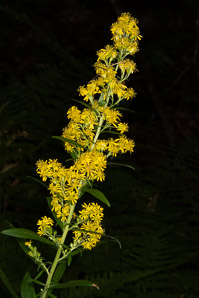 Solidago caesia (wreath goldenrod, blue-stemmed goldenrod, early goldenrod)