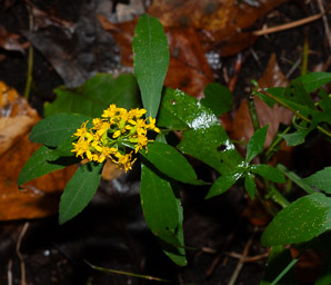 Solidago caesia (wreath goldenrod, blue-stemmed goldenrod, early goldenrod)