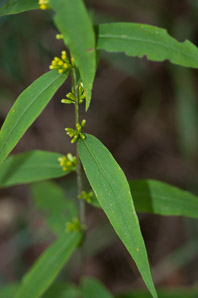 Solidago caesia (wreath goldenrod, blue-stemmed goldenrod, early goldenrod)