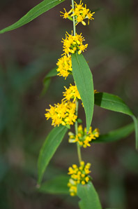 Solidago caesia (wreath goldenrod, blue-stemmed goldenrod, early goldenrod)
