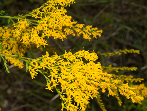 Solidago odora (anise-scented goldenrod, sweet goldenrod, anisescented goldenrod)