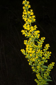 Solidago puberula (downy goldenrod)