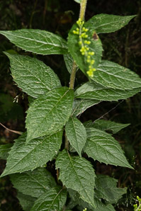 Solidago rugosa (rough-stemmed goldenrod, wrinkleleaf goldenrod)