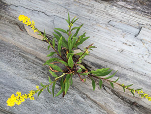 Solidago sempervirens (seaside goldenrod, salt-marsh goldenrod)