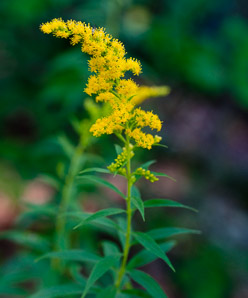 Solidago uliginosa (bog goldenrod)