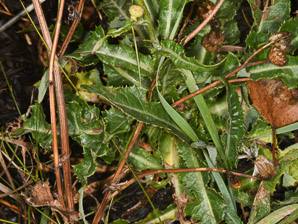 Sonchus arvensis (perennial sowthistle, field milk thistle, field sowthistle, corn sow thistle, dindle, gutweed, swine thistle, tree sow thistle)