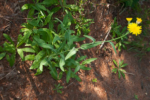 Sonchus oleraceus (sow thistle, common sowthistle, smooth sow thistle, annual sow thistle, puha, hare’s colwort, hare’s thistle, milky tassel, milk thistle, soft thistle, common sow thistle)