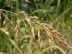 Sorghum halepense (Johnson grass, Johnsongrass)