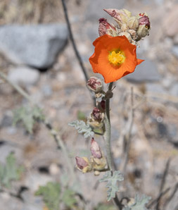 Sphaeralcea ambigua (desert mallow, apricot mallow, desert globemallow)