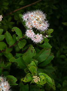 Spiraea alba (meadowsweet, white meadowsweet)