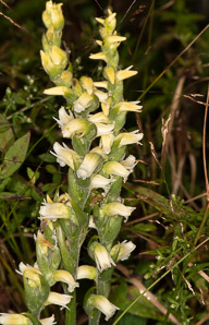 Spiranthes lucida (shining ladies’-tresses, shining lady’s tresses)