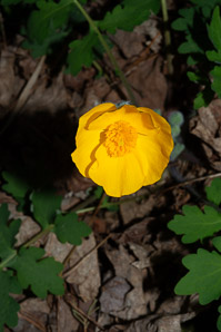 Stylophorum diphyllum (yellow wood poppy, celandine poppy)