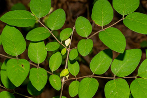 Symphoricarpos albus (common snowberry)