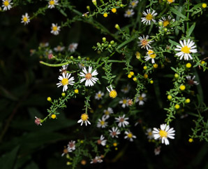 Symphyotrichum racemosum (small white aster, small-flowered white aster, smooth white oldfield aster)