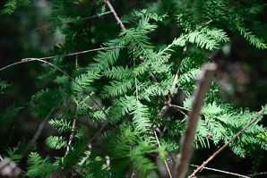 Taxodium distichum (bald cypress, baldcypress, cypress, southern cypress, white-cypress, red-cypress, swamp cypress, pond cypress, tidewater red-cypress, gulf-cypress, pondcypress, bald-cypress, southern-cypress)