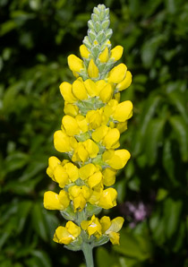 Thermopsis villosa (Carolina lupine, Carolina bushpea, Aaron’s rod, bush pea, false lupine, thermopsis, Blue Ridge false lupine)