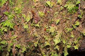 Thuidium delicatulum (delicate fern moss, fern moss, common fern moss, delicate thuidium moss)