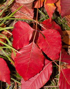 Toxicodendron radicans (poison ivy, Eastern poison ivy)