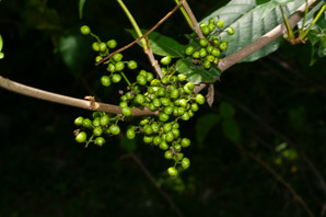 Toxicodendron radicans (poison ivy, Eastern poison ivy)