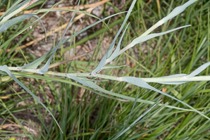 Tragopogon dubius (yellow goatsbeard, yellow salsify, western salsify, western goat’s-beard, wild oysterplant, yellow goat’s beard, goat’s beard, goatsbeard, common salsify, salsify)