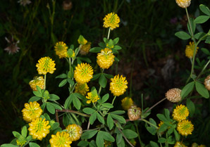 Trifolium aureum (hop clover, large hop clover, large hop trefoil, golden clover)