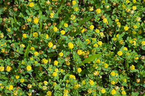 Trifolium campestre (low hop clover, hop trefoil, field clover)