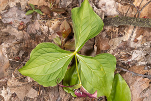 Trillium erectum (red trillium, purple trillium, stinking Benjamin)