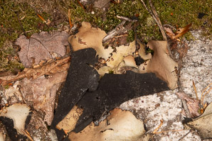 Umbilicaria mammulata (smooth rock tripe, navel lichen)