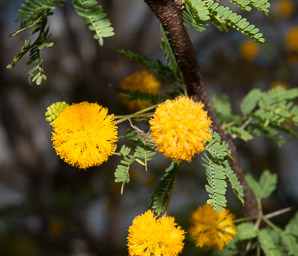 Vachellia farnesiana (mimosa, prickly acacia, sweet acacia, needle bush, huisache)