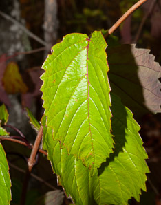 Viburnum dentatum (arrowwood, southern arrowwood)