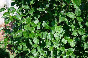 Viburnum dentatum (arrowwood, southern arrowwood)