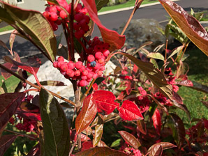 Viburnum nudum (withe rod, possumhaw)