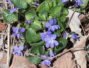 Viola sororia (common blue violet, woolly blue violet, common wood violet, broad-leaved wood violet)