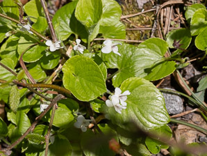 Viola striata (common white violet, striped cream violet)