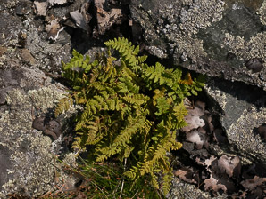 Woodsia ilvensis (rusty cliff fern, rusty woodsia)