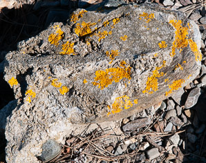 Xanthoria elegans (elegant sunburst lichen, sunburst lichen, elegant orange wall lichen)