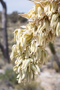 Yucca brevifolia (Joshua tree)