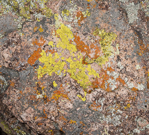 Acarospora socialis (bright cobblestone lichen, cracked lichen)