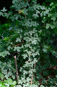 Acer campestre (field maple, hedge maple)