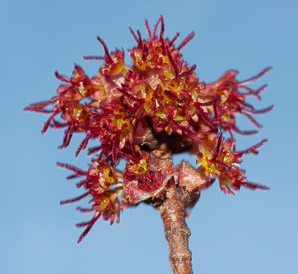 Acer saccharinum (silver maple, creek maple, river maple, silverleaf maple, soft maple, white maple, water maple)