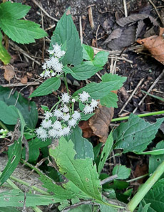 Ageratina altissima (white snakeroot, tall boneset, white sanicle)
