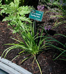 Allium cernuum (nodding onion)