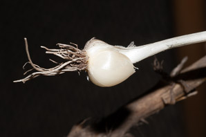 Allium vineale (field garlic, wild garlic, crow garlic)